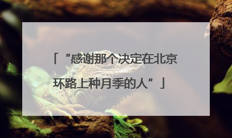 “感谢那个决定在北京环路上种月季的人”