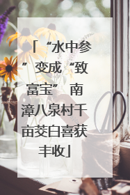 “水中参”变成“致富宝” 南漳八泉村千亩茭白喜获丰收