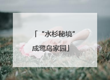 “水杉秘境”成鹭鸟家园