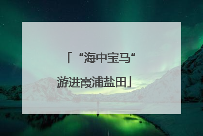 “海中宝马”游进霞浦盐田