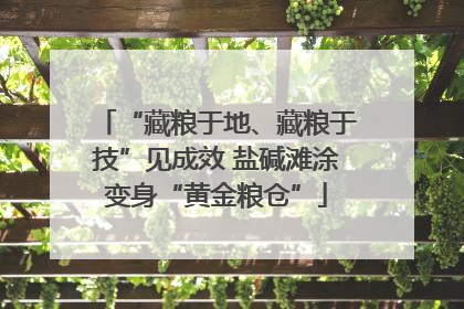 “藏粮于地、藏粮于技”见成效 盐碱滩涂变身“黄金粮仓”