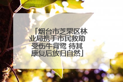 烟台市芝罘区林业局携手市民救助受伤牛背鹭 待其康复后放归自然