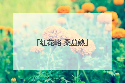 红花峪 桑葚熟