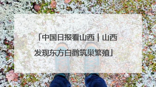 中国日报看山西｜山西发现东方白鹳筑巢繁殖