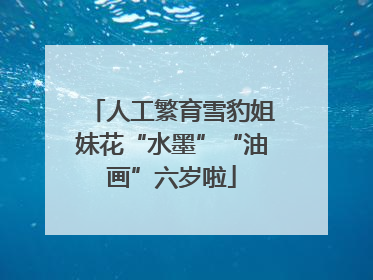 人工繁育雪豹姐妹花“水墨”“油画”六岁啦