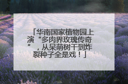 华南国家植物园上演“多肉界玫瑰传奇”，从呆萌树干到炸裂种子全是戏！