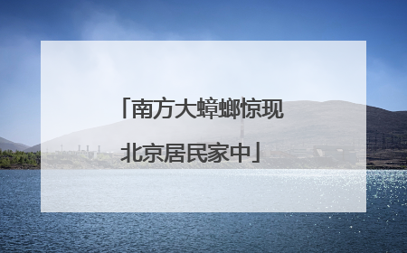 南方大蟑螂惊现北京居民家中