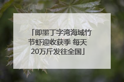 即墨丁字湾海域竹节虾迎收获季 每天20万斤发往全国