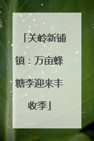 关岭新铺镇：万亩蜂糖李迎来丰收季