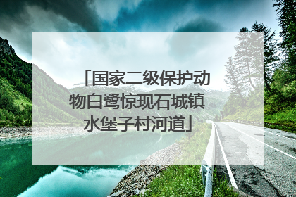 国家二级保护动物白鹭惊现石城镇水堡子村河道