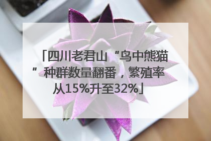 四川老君山“鸟中熊猫”种群数量翻番，繁殖率从15%升至32%