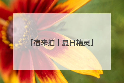 宿来拍丨夏日精灵
