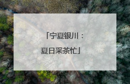 宁夏银川：夏日采茶忙