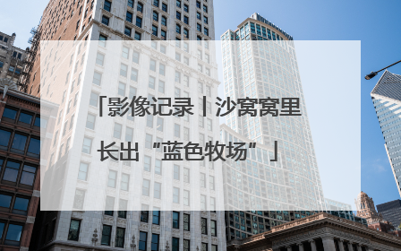 影像记录丨沙窝窝里长出“蓝色牧场”