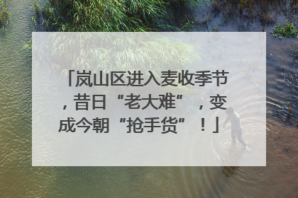 岚山区进入麦收季节，昔日“老大难”，变成今朝“抢手货”！
