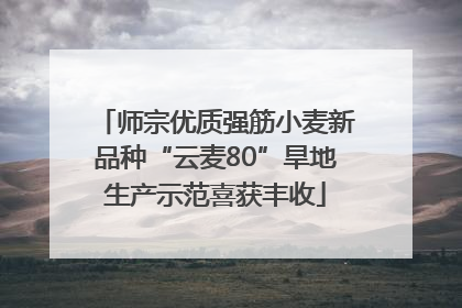 师宗优质强筋小麦新品种“云麦80”旱地生产示范喜获丰收