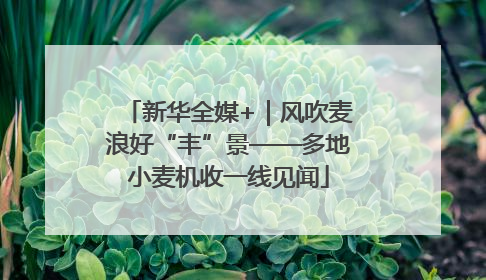 新华全媒+｜风吹麦浪好“丰”景——多地小麦机收一线见闻