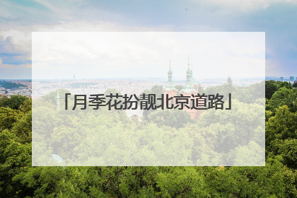 月季花扮靓北京道路