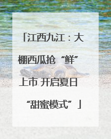 江西九江：大棚西瓜抢“鲜”上市 开启夏日“甜蜜模式”