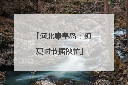 河北秦皇岛：初夏时节插秧忙
