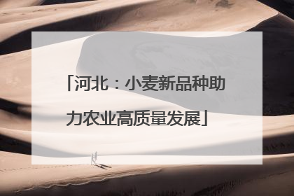 河北：小麦新品种助力农业高质量发展