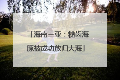 海南三亚：糙齿海豚被成功放归大海