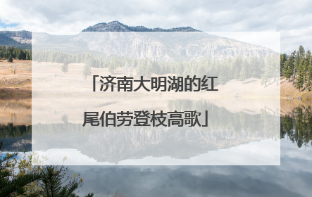 济南大明湖的红尾伯劳登枝高歌