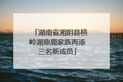 湖南省湘阴县横岭湖麋鹿家族再添三名新成员