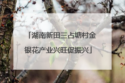 湖南新田三占塘村金银花产业兴旺促振兴