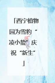 西宁植物园为雪豹“凌小蛰”庆祝“新生”
