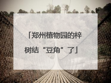 郑州植物园的梓树结“豆角”了