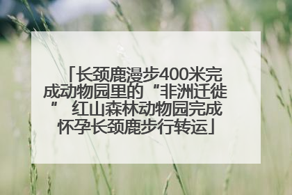 长颈鹿漫步400米完成动物园里的“非洲迁徙” 红山森林动物园完成怀孕长颈鹿步行转运