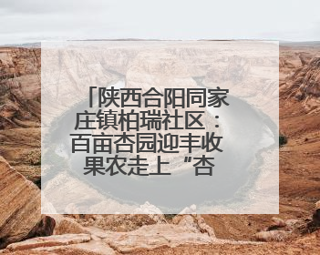 陕西合阳同家庄镇柏瑞社区：百亩杏园迎丰收 果农走上“杏”福路