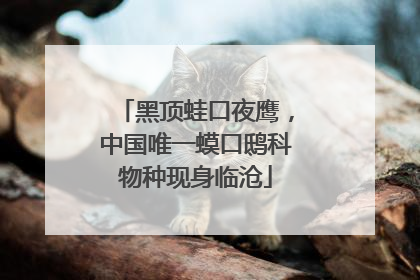 黑顶蛙口夜鹰，中国唯一蟆口鸱科物种现身临沧