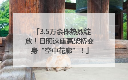 3.5万余株热烈绽放！日照这座高架桥变身“空中花廊”！